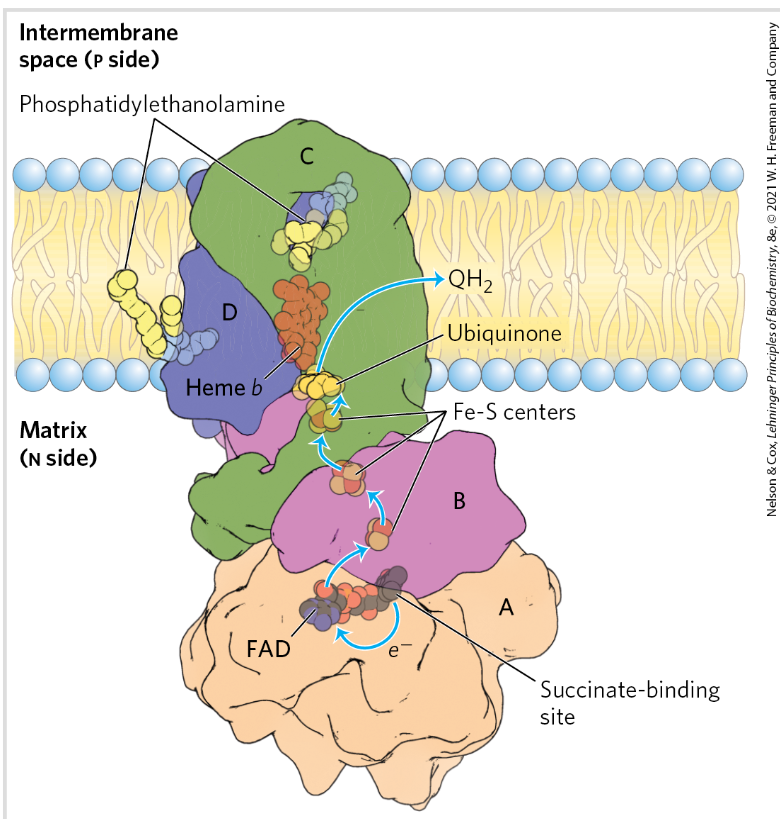 <p>Catalyze electron transfer from succinate (ox) to Q (reduced)</p><p>Prosthetic groups= FAD, Fe-S</p><p>NO proton pump</p><p>(Functions in the citric acid cycle)</p><p>2 transmembrane subunits C and D</p>