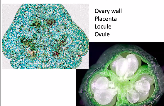 <p>where megaspores are produced</p>