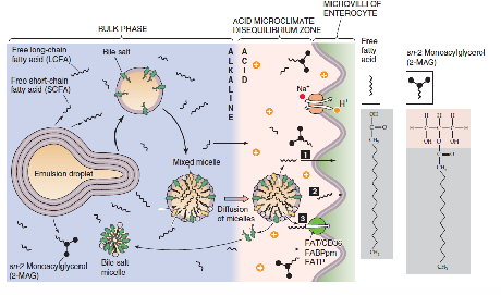 <p>Absorption of dietary fats requires bile salts</p>