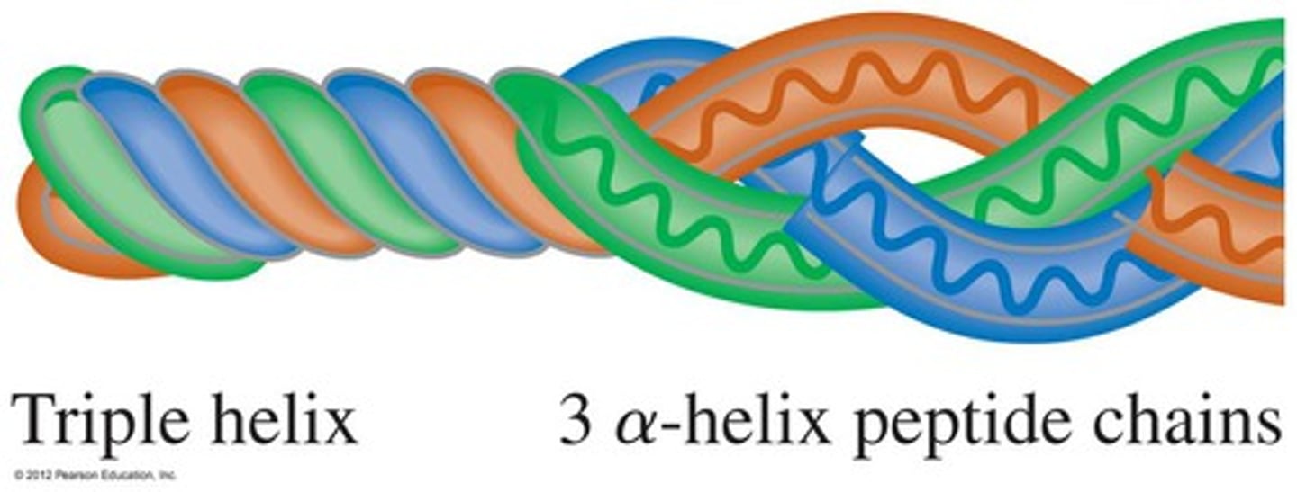 <p>HISTORY:</p><p>founded by Alexander Rich by forming DNA pieces that were made synthetically to synthesize the base structure</p><p>--------------------------------</p><p>SEQUENCE:</p><p>- T binds to AT pair in biological DNA</p><p>- C binds to CG pair in biological DNA</p>