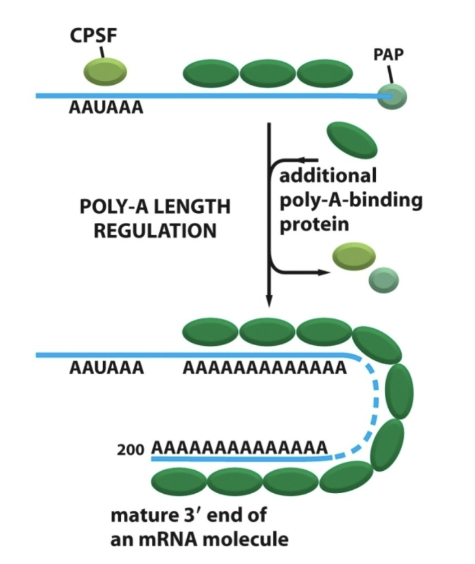 <p>RNA 3’ receives a poly-A-tail (a string of As not coded in DNA).</p><p>Must first cleave the 3’ end of original RNA.</p><p>Important for exportation out of the nucleus!</p>