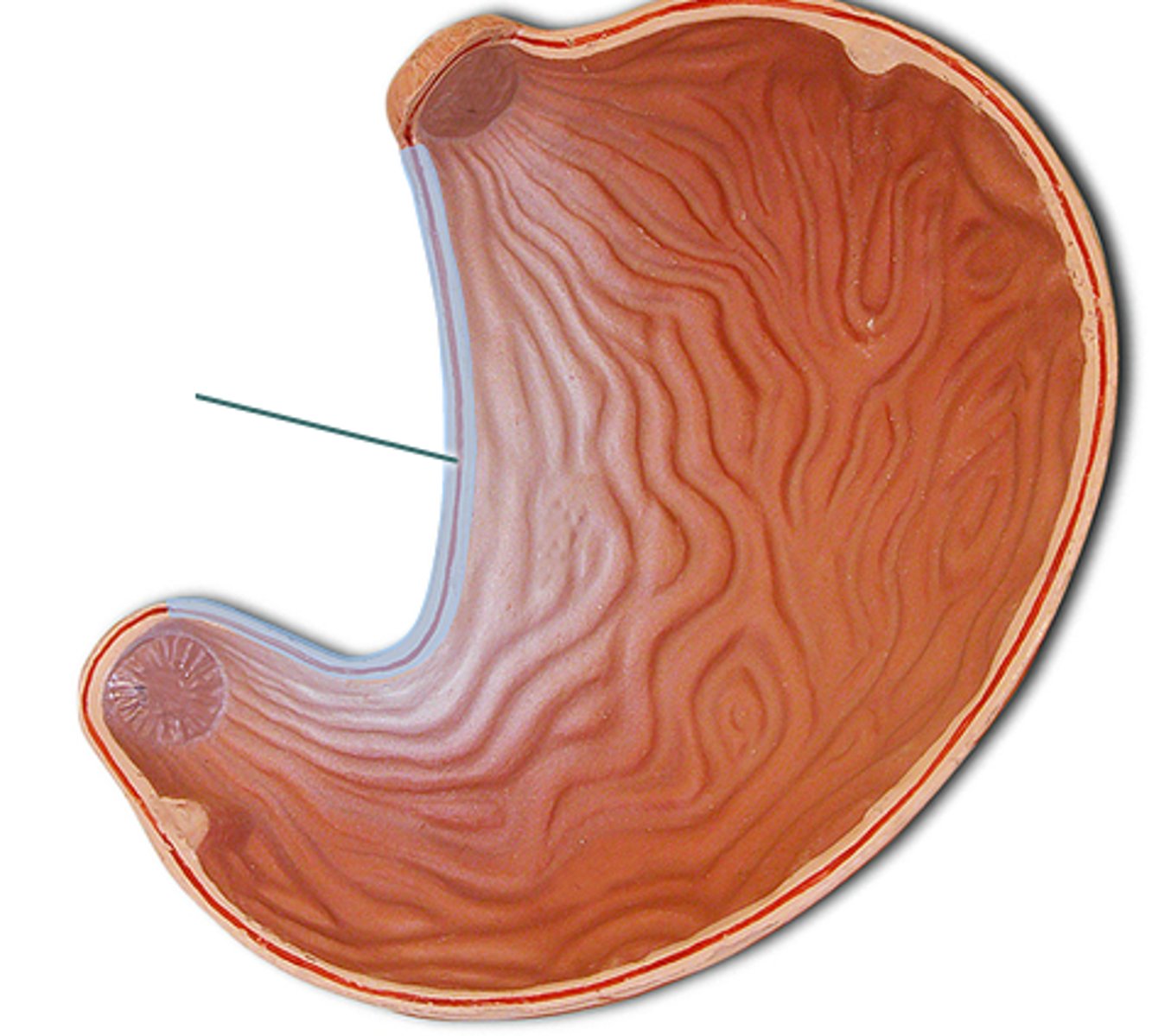 <p>concave medial surface of the stomach</p>