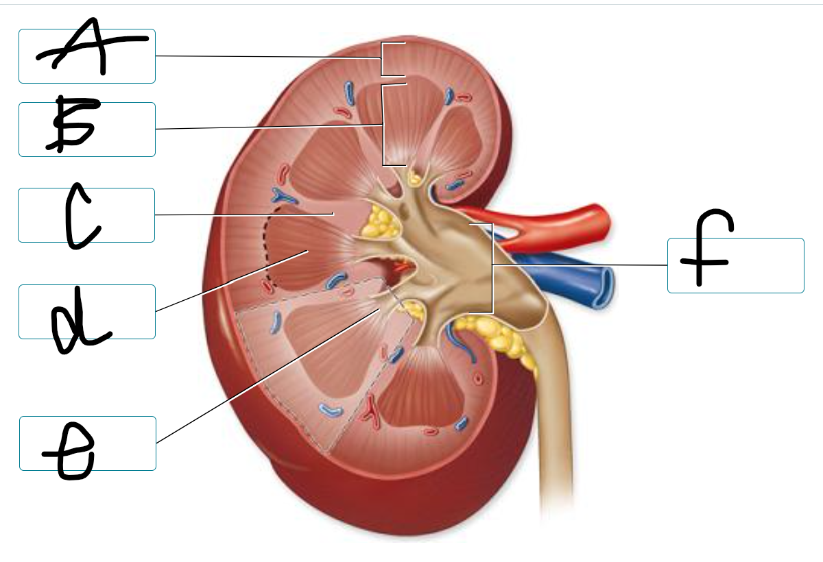 <p>label the structures of the kidney</p>