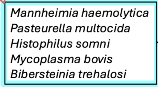 bacteria involved- commensal