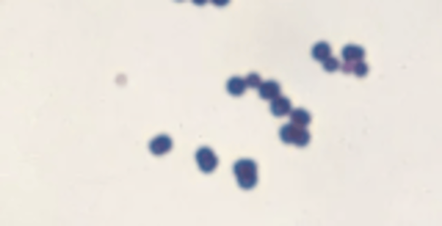 <p>Identify the bacteria's shape.</p>