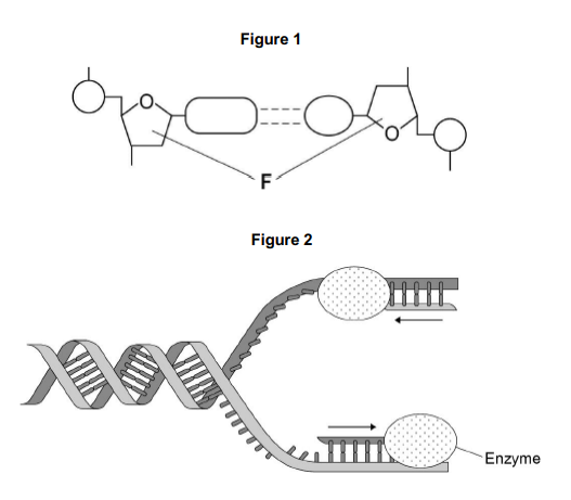 <p>The arrows in Figure 2 show the directions in which each new DNA strand is being produced.</p><p>Use Figure 1, Figure 2 and your knowledge of enzyme action to explain why the arrows point in opposite directions.</p>