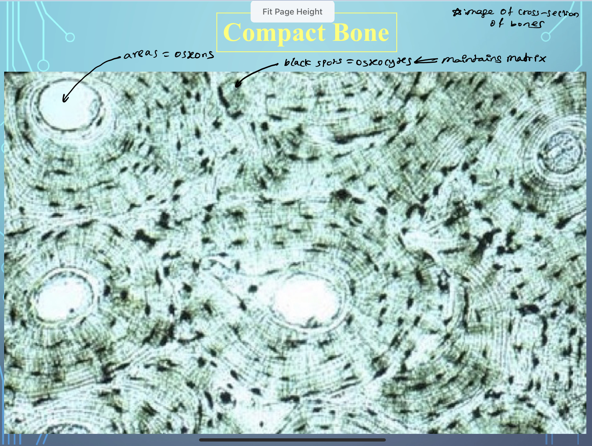knowt flashcard image