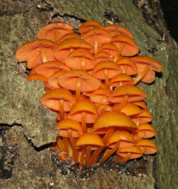 <p>Orange Mycena gills</p>