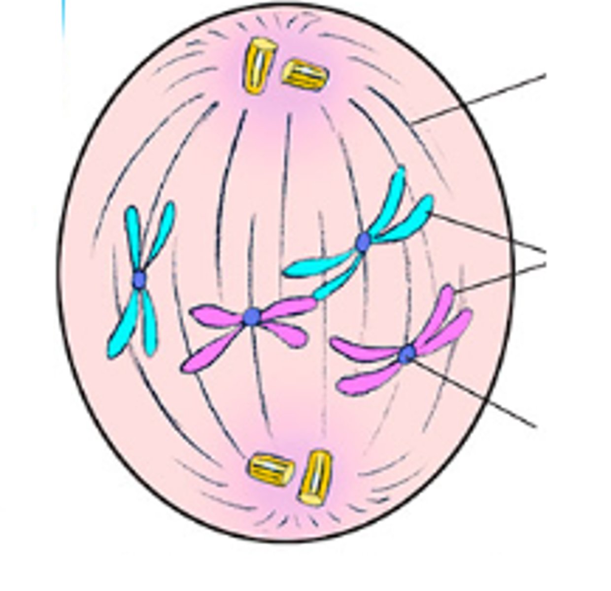 <p>Består av lange proteinstråder. Sørger først for at kromosomene samles langs midten av cellen og deretter for at de dras fra hverandre (skjer gjennom flere faser før cytokinese - todeling)</p>