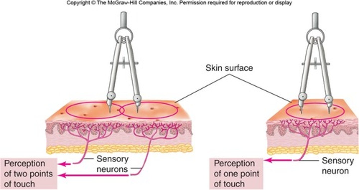 <p>(Weber) the smallest distance needed to detect that the skin is being touched by two different points rather than feeling them as one; measured by an aesthesiometer</p>