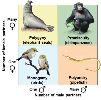 <p>One male mating with many females.</p>