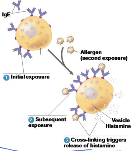 <p>cells that bind to antibodies will bind to the allergen, triggering the release of histamine</p>
