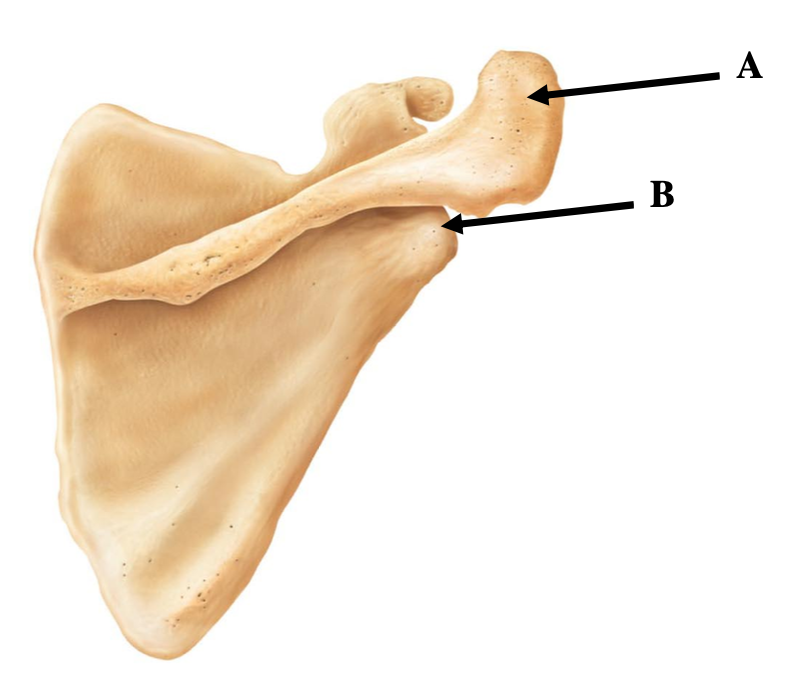 <p>The photo provided is of a scapula. Identify label A.</p><p></p><p>A. coracoid process</p><p>B. glenoid cavity</p><p>C. spine</p><p>D. acromion</p>