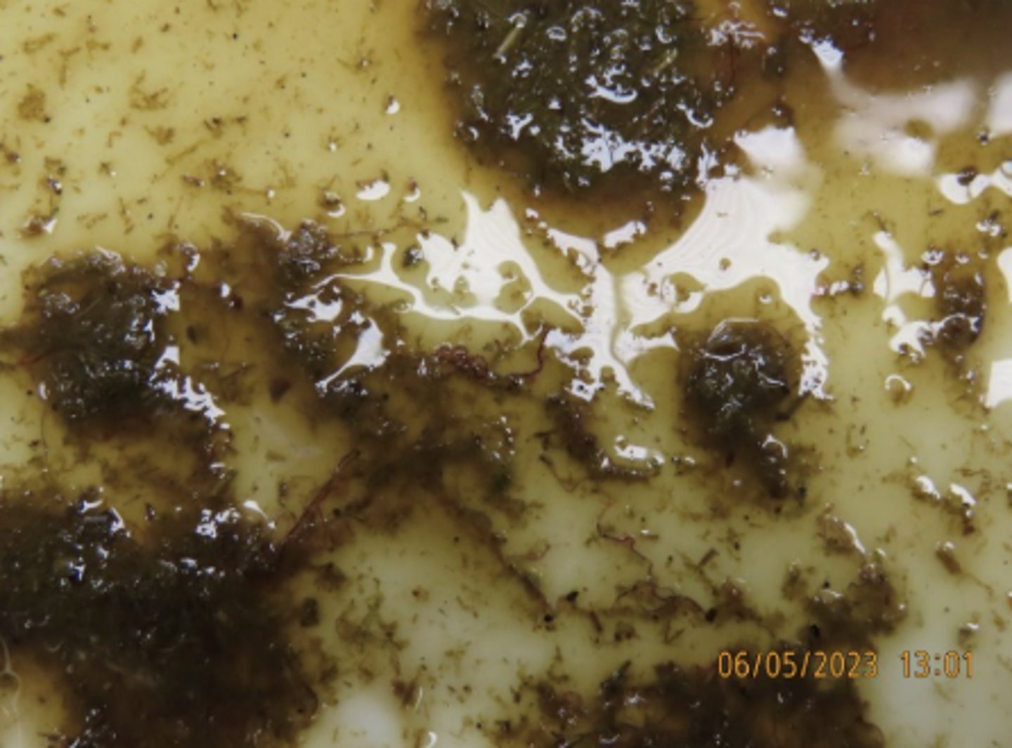 <p>Describe these abomasal contents from a goat.</p>