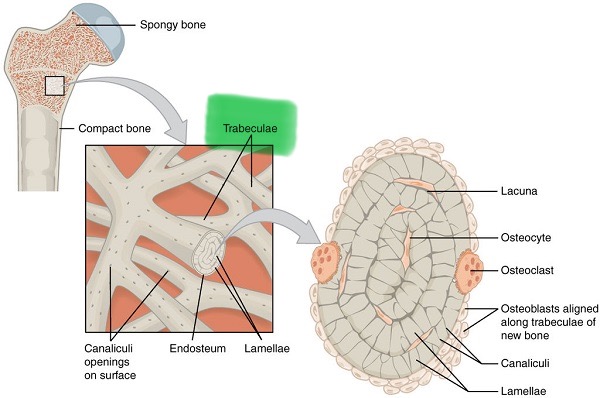 <p>Branching bony plates that makes up spongy bone. It's spaces reduce the bones weight</p>