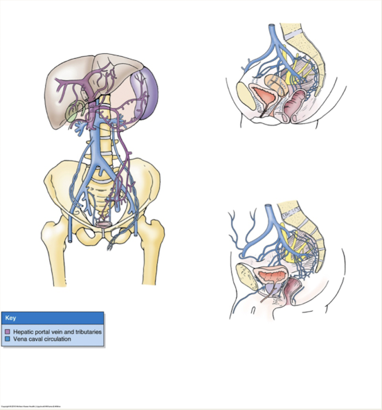 <p>Which <strong>pelvic veins </strong>make<strong> anastamosis with internal vertebral venous plexus </strong>draining <strong>internal vertebral canal </strong><br><span style="color: red">*metastasis of prostate/ovarian cancer to vertebral or cranial sites</span></p>