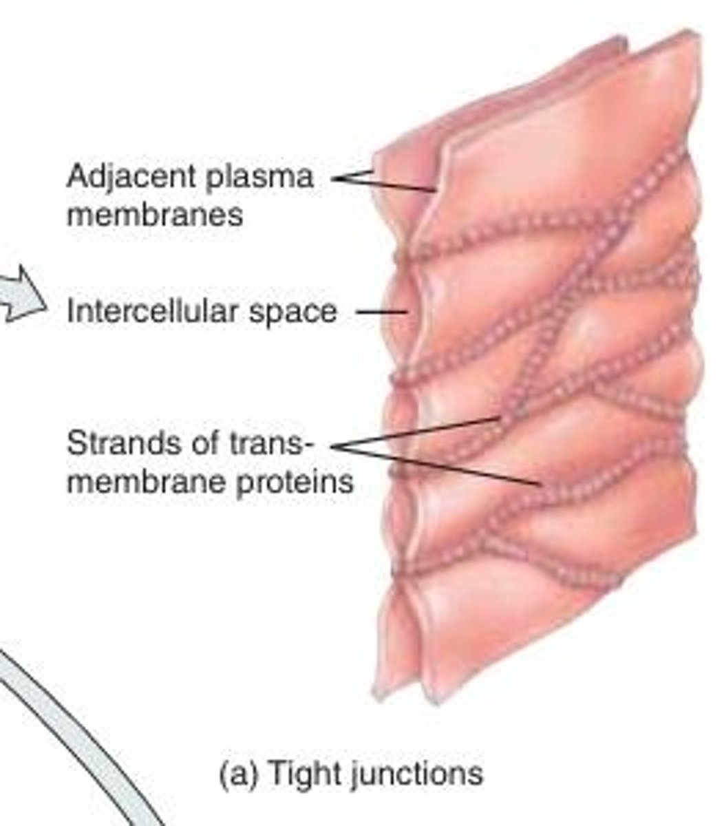 <p>Consist of weblike strands of transmembrane proteins that fuse together the outer surfaces of adjacent plasma membranes to seal off passageways between adjacent cells</p><p>Cells of epithelial tissue that lines the stomach, intestines, and urinary bladder have ______.</p><p>They inhibit the passage of substances between cells and prevent the contents of these organs from leaking into the blood or surrounding tissues.</p><p>Ziplock bag = nothing gets in or out</p><p>Stitching cells together</p>