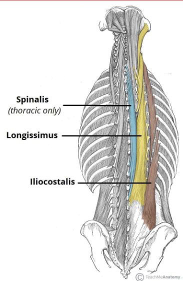<p>Extend the trunk (lean back)</p><p>Antagonist: Rectus Abdominis</p>