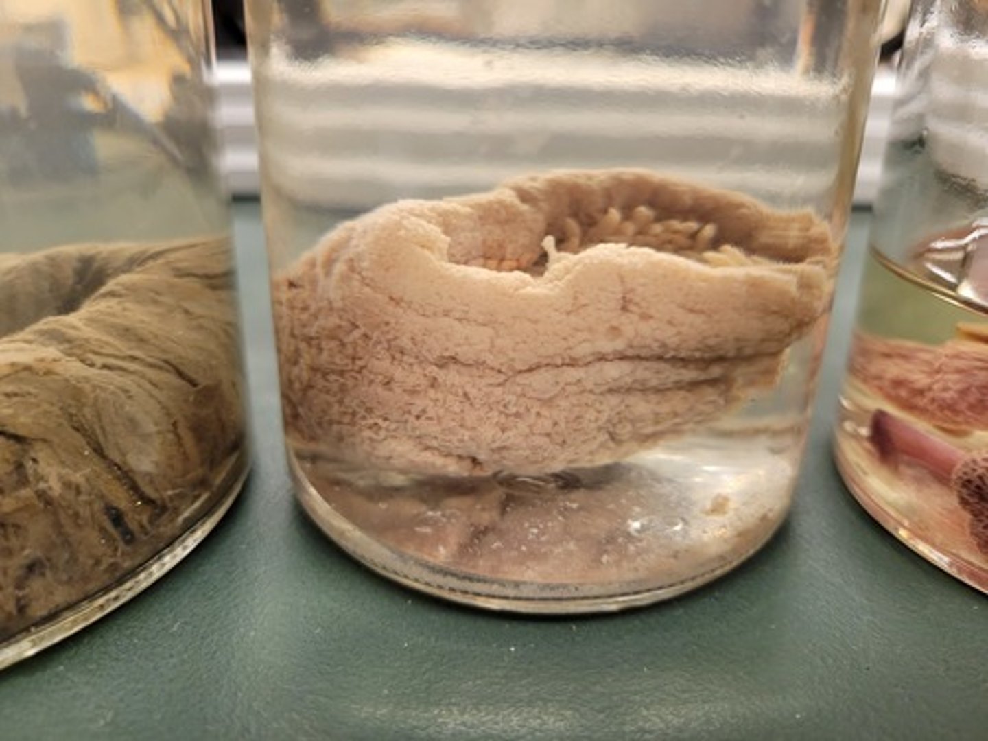 <p>Identify Taxonomy</p>