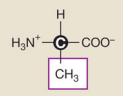 <p>Alanine (Nonpolar hydrophobic side chains)</p>