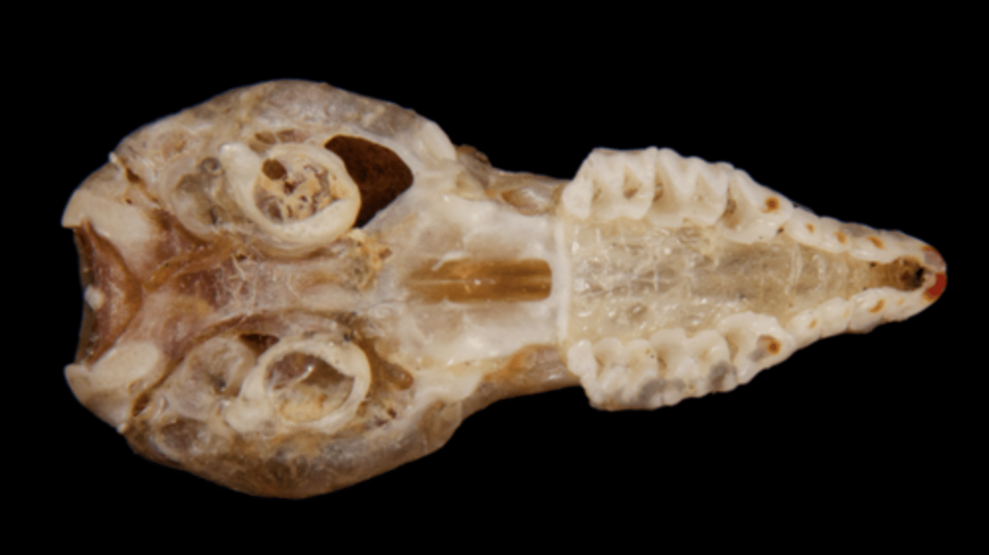 <p>Genus, species</p><p>-4 single-cusped cheek teeth</p>