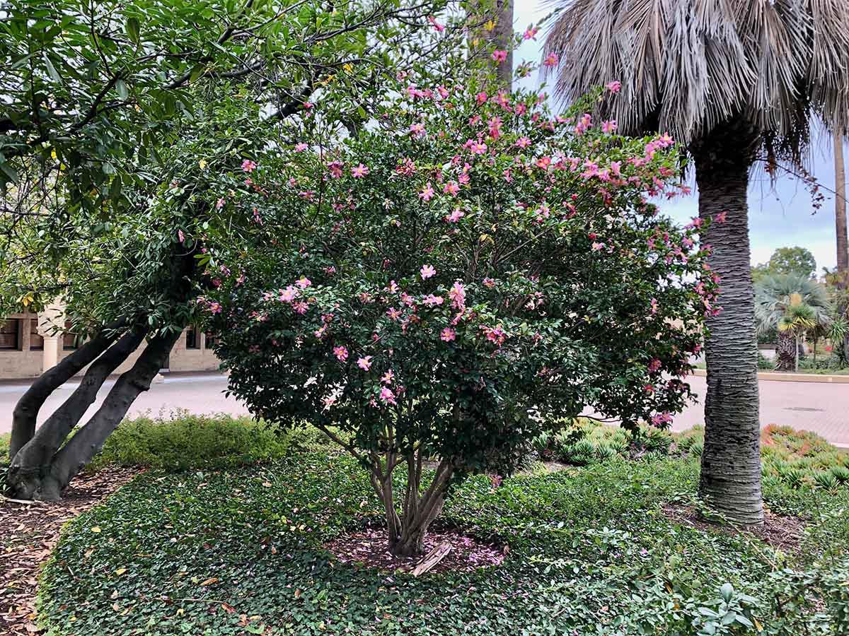 <ul><li><p>evergreen shrub, small tree</p></li><li><p>4-6’ tall, 12’ wide</p></li><li><p>native to Asia, Himalayas</p></li><li><p>full sun, part shade</p></li><li><p>moderate to high water</p></li><li><p>rich, well drained soil, loam and sand</p></li><li><p>evergreen/leaves, alternate, elliptical shape, 1-3”, pointed, dark green, shiny</p></li><li><p>single flowers, 2-3”, white, pink, red</p></li><li><p>woody capsule fruit, 1”, green to brown</p></li><li><p>flowers fall petal by petal, stamens remain until end</p></li></ul><p></p>