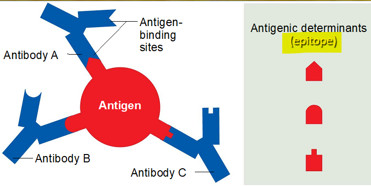 <p>The part of the antigen that is bound by an antibody or lymphocyte receptor</p>