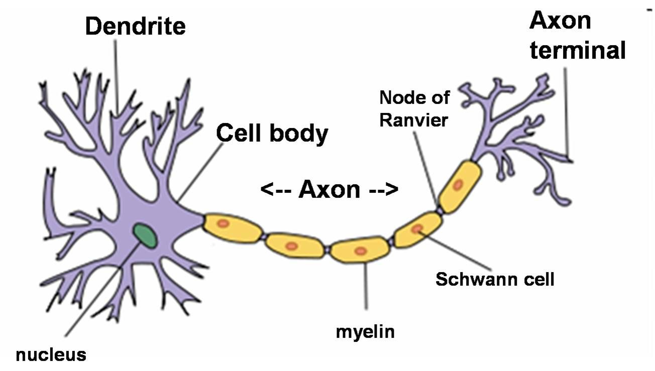 <ul><li><p>dendrites</p></li><li><p>cell body + nucleus</p></li><li><p>axon hillock - base of the axon where action potential starts</p></li><li><p>axon</p></li><li><p>axon terminal</p></li></ul>