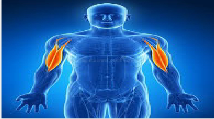 <p>upper body</p>