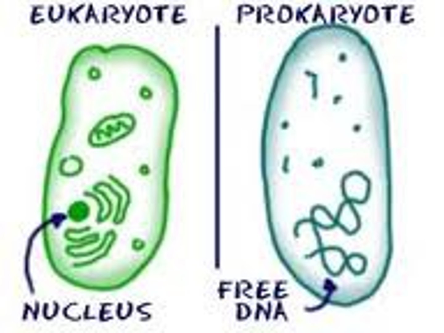 <p>Prokaryotes: Bacteria Archea</p><p>Eukaryotes</p>