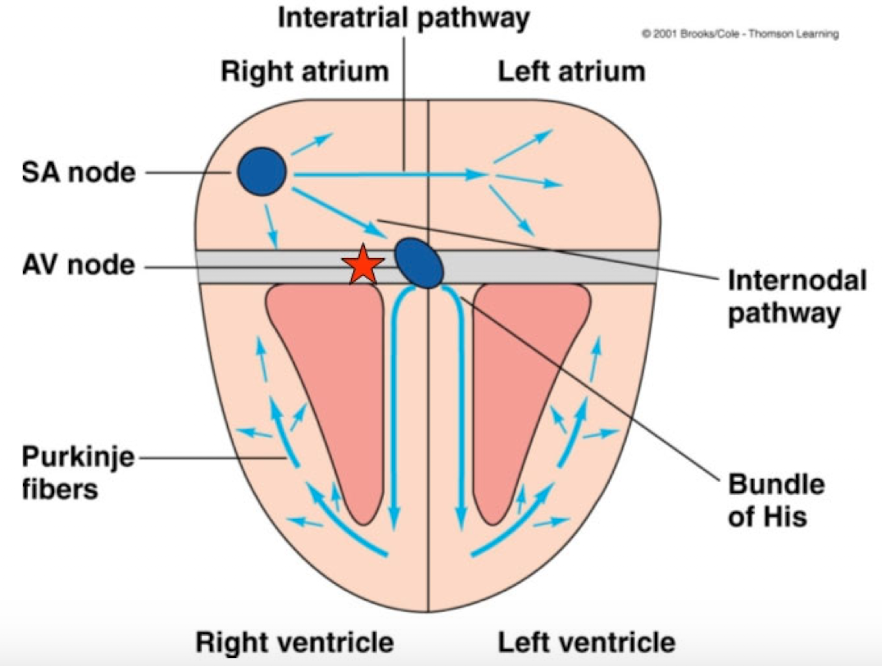 <ul><li><p>Pacemaker activity is conducted relatively slowly through the AV node resulting in a delay of approximately 100 nm</p></li><li><p>Delay ensure ventricles contract after atrial contraction</p></li></ul><p></p>