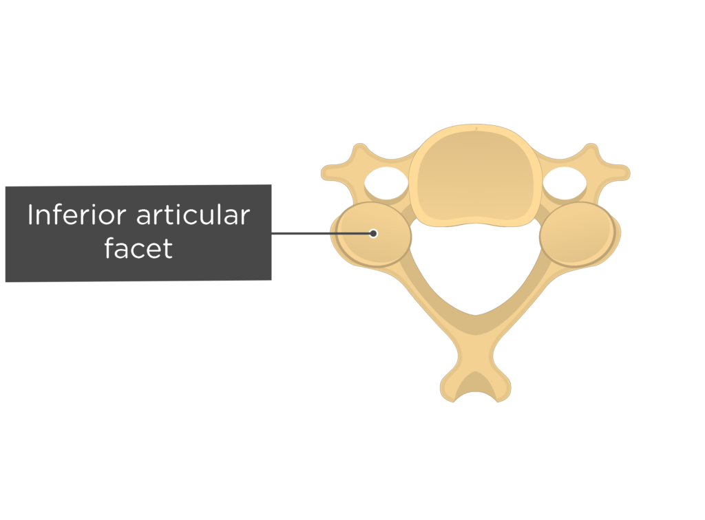 <p>The downward projection that links with the vertebra below</p>