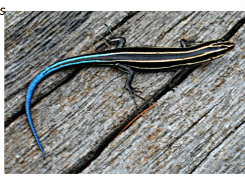 <p>order sqaumata, lizards</p>