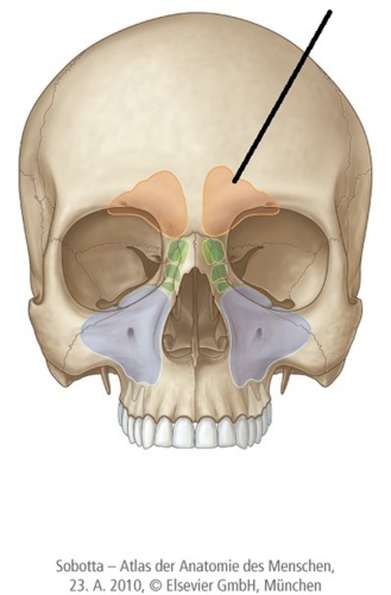 knowt flashcard image