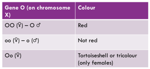 <p>Epistatic to the B gene - if it is active, the cat shows red instead of black</p><p>On the X chromosome so affects males and females differently </p>