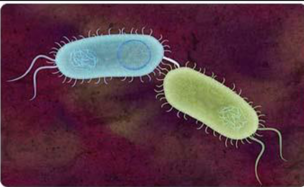 <p><span><strong><u><span>1953- </span></u><span>Wm. Hayes demonstrates that conjugation is always unidirectional</span></strong><span><br></span><strong><u><span>F-factor: </span></u></strong><span>plasmid that is transferred [plasmids are extrachromosomal, self-replicating DNA]</span></span></p><p></p><p><span><strong><u><span>F factor: </span></u></strong><span>1/40th the size of a chromosome<br>→transferred from F+ donor to F- recipient<br>→replication begins at sequence called the origin<br>→Genes for construction of F-pili (F-pilus, sing.): (hair-like extensions of the cell membrane through which genetic material can pass)</span></span></p>
