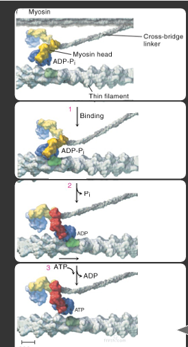 <ol><li><p>calcium binds → myosin head (attached to ADP-Pi) binds to the actin filament</p></li><li><p>releases Pi group → myosin head goes into low energy state </p></li><li><p>3 ATP go in → 3 ADP out = release myosin head from actin filament </p></li></ol><p></p>