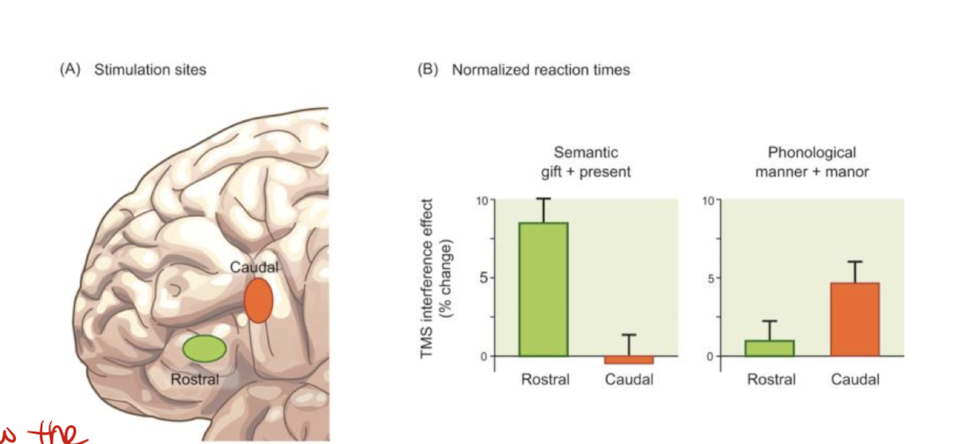 <p>TMS applied to rostral (anterior) subregion - impair synonym/semantic judgements (ex: gift vs present)</p><p>TMS applied to caudal (posterior) subregion - impair homophony judgements (ex: manner vs manor)</p>