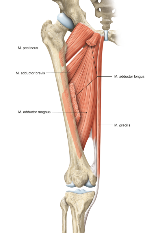 <p>m. adductor magnus</p><p>loopt van het bekken naar de achterzijde van de femur</p><p>functie = adductie, exorotatie, flexie (midden van de spier) en extensie (dorsale deel spier)</p>
