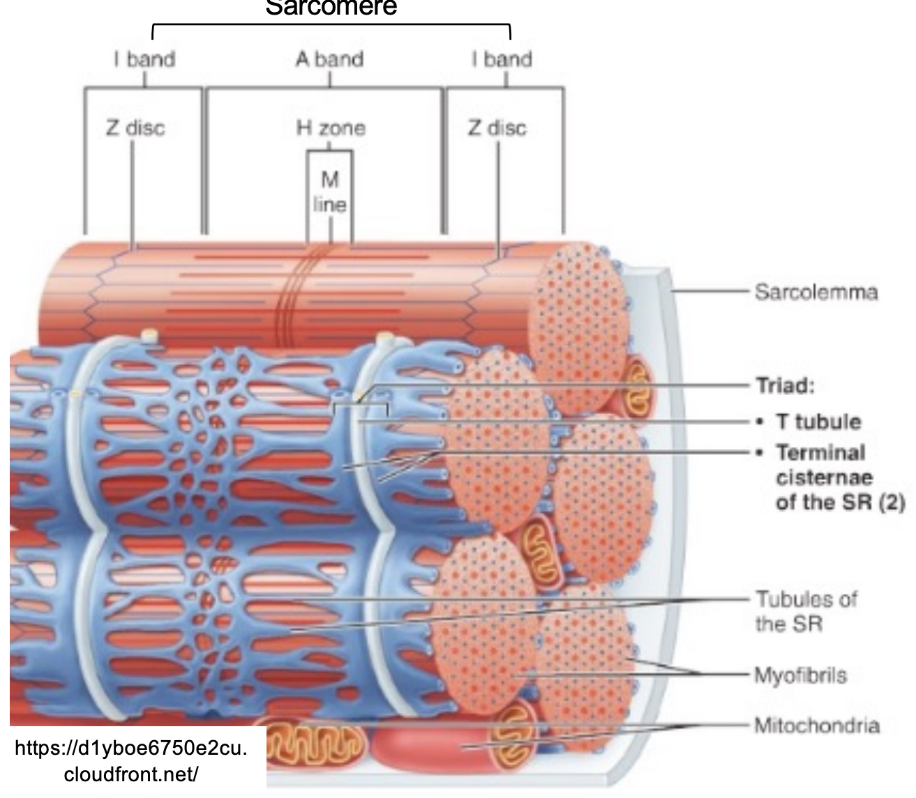 <ul><li><p>Terminal cisternae of adjacent SRs are separated by only a very narrow gap</p></li><li><p>Gap contains the transverse tubules (T-tubules)</p></li><li><p>T-tubules are extensions of the sarcolemma that enter the cell</p></li><li><p>Contain extra-cellular fluid</p></li><li><p>The internal membranes of the Ttubules are extensions of the sarcolemma</p></li><li><p>They contain voltage-gated Ca2+ channels - dihydropyridine (DHP) receptor</p></li><li><p>T-tubule allow action potentials to moves into the interior of the muscle cell</p></li><li><p>The structure where a T-tubule and two terminal cisternae meet are called a triad</p></li></ul><p></p>