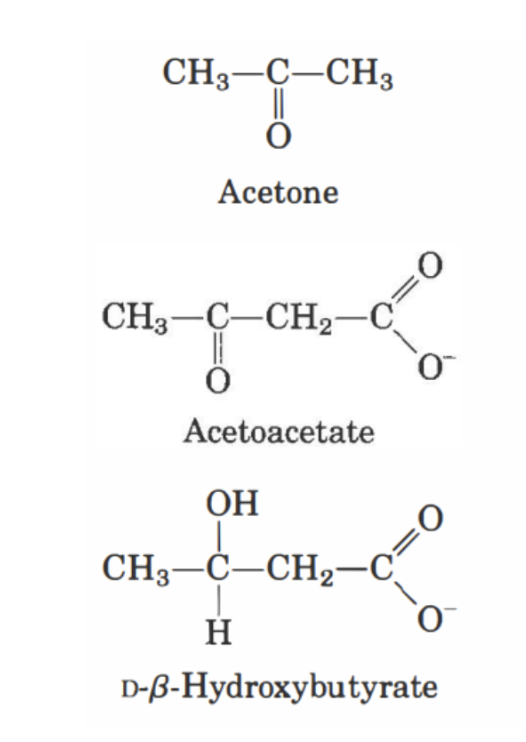 <p>När fettsyror oxideras i levern till acetyl-CoA kan de antingen gå in i citronsyracykeln eller kondenseras till ketonkroppar:</p><ul><li><p><strong>Aceton</strong></p></li><li><p><strong>Acetoacetat</strong></p></li><li><p><strong>β-hydroxybutyrat</strong></p></li></ul><p>De två sista kommer att transporteras till annan vävnad för att återbildas till acetyl-CoA. </p>