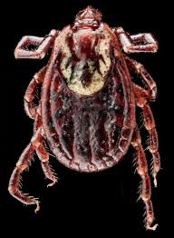 <p>ID external parasite</p><p>American dog tick</p>