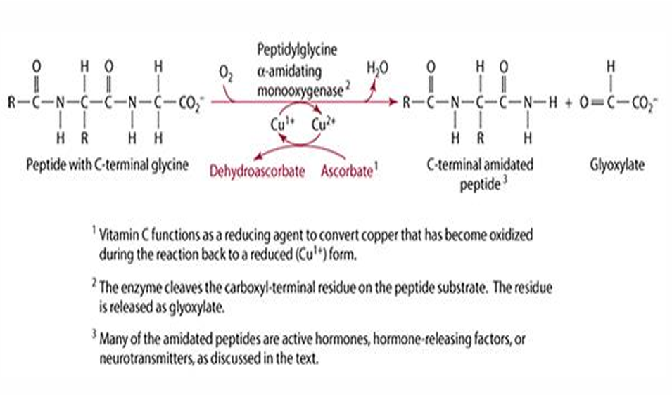 <p>Ascorbate is important for amidation of peptides with C-terminal glycine, forming amidated peptides, hormones, and hormone-like factors.</p>