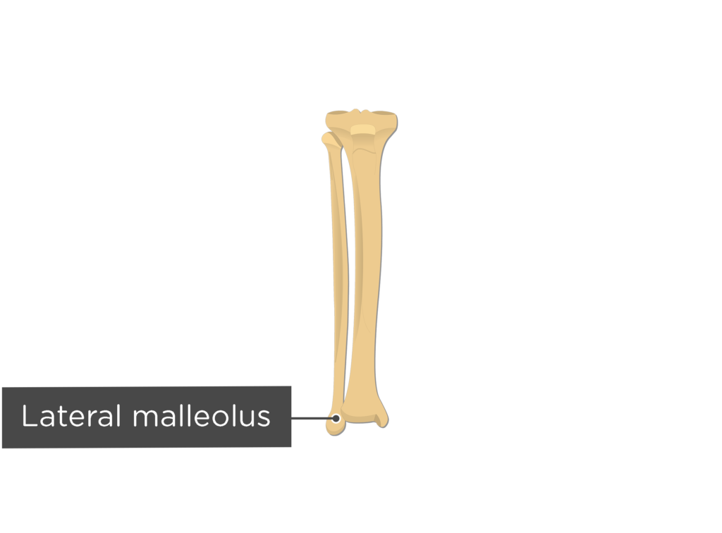 <p>Fibula: Bone Location</p>