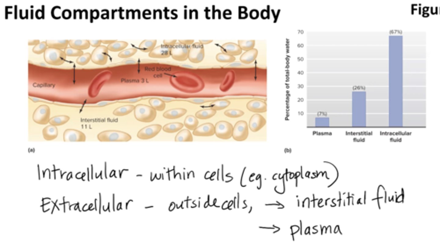 <p>extracellular fluid (outside cells):</p><p>- plasma (liquid portion of blood) </p><p>- interstitial fluid </p><p>intracellular fluid:</p><p>contained within all the cells of the body, accounts for about </p><p>- 67% of all water in the body (cytoplasm)</p><p>ultimately determine physiology </p>
