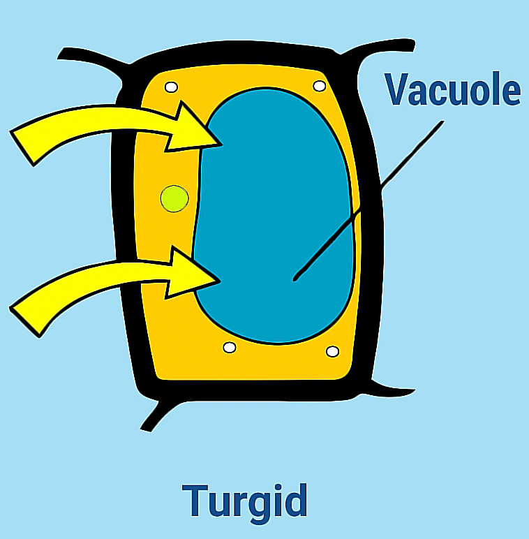 A term used to describe plant cells that are swollen with water and hard; occurs when cells are placed in hypotonic solutions

