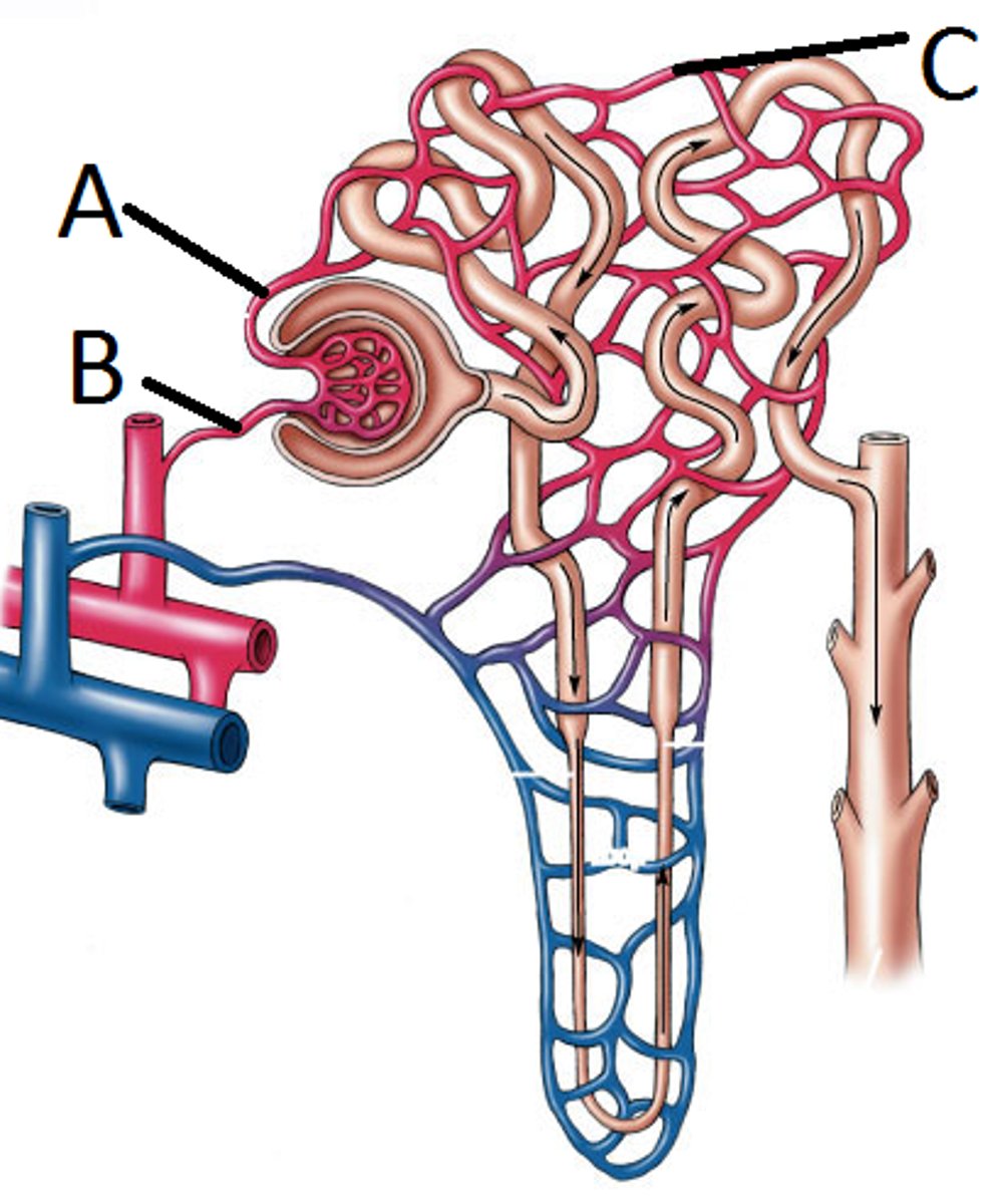 <p>A<br>Collects blood form the glomerulus and continues along to form capillary network around other portions of the nephron<br>Smaller in diameter = increased hydrostatic pressure within the glomerulus</p>