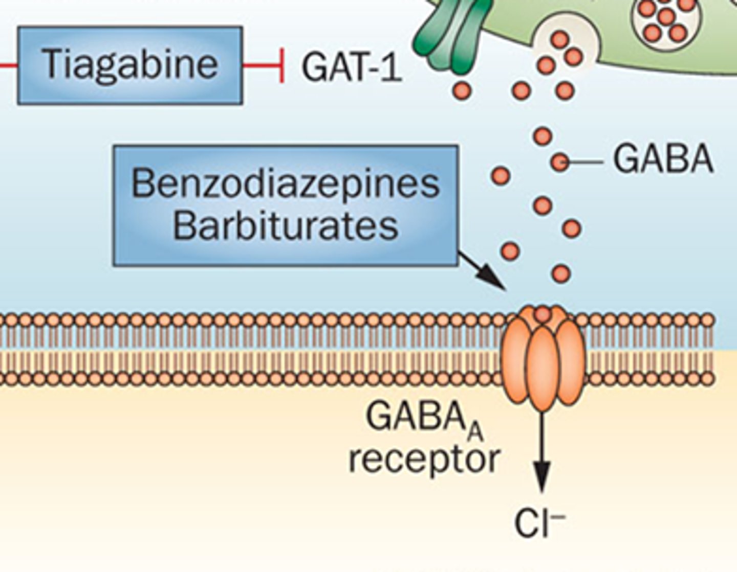 <p>They increase the effect of GABA.</p>