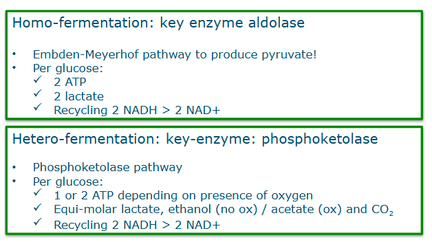 <p>no CO2 in homo</p>