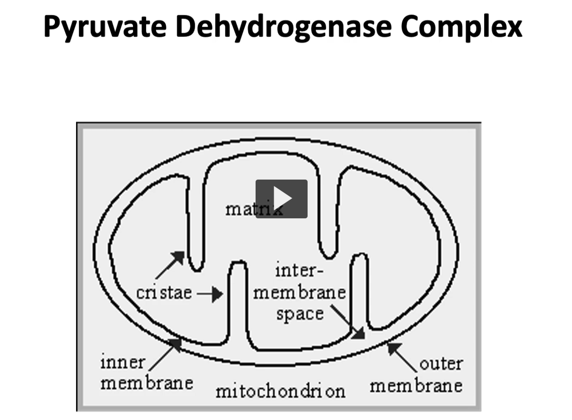 <p>Here is an illustration of the mitochondria, the mitochondria is denominated as a semiautonomous organelle due to DNA replication and other important biological processes.</p><p>in this illustration, you can see the <strong>mitochondria inner</strong> and <strong>outer membrane</strong>, which have <strong>contrasting permeability characteristics.</strong></p><p>The<strong> outer membrane</strong> is <strong>non-specifically permeable to all lower weight molecular solutes</strong>, whereas <strong>the inner membrane</strong> is <strong>impermeable to except through specific transporter. </strong></p><p>then the <strong>matrix</strong> in the middle, is the soluble part where <strong>Kreb’s cycle</strong> <u>and</u> <strong>oxidative phosphorylation</strong> take place. </p>